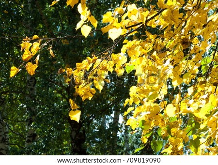 Autumn in the park, linden trees dropped leaves yellow