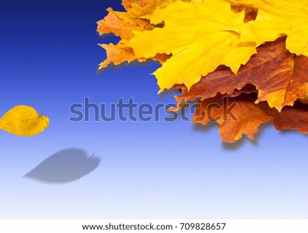 autumn maple leaves red yellow green. free field for the text in the image