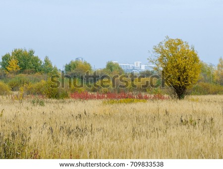 Autumn. Birch Linden, larch, oak, high dried grass. Painted yellow gold color red