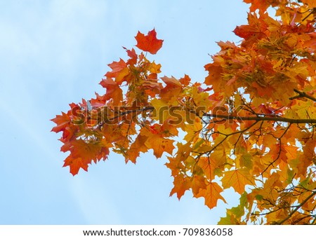 Texture, pattern, background. Maple leaves in autumn a tree or shrub with lobed leaves, winged fruits, and colorful autumn foliage.