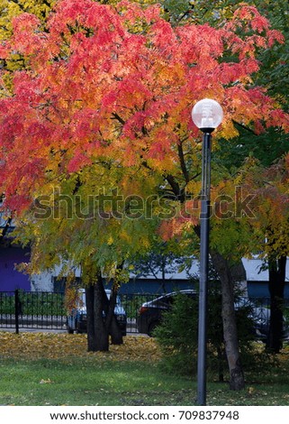 The sharpness of the pictures on the street lights. Texture, pattern, background. Street lamp tree autumn red rowan