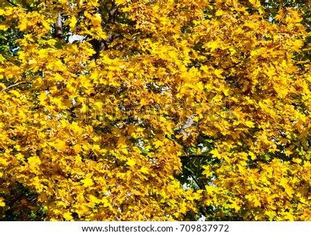 Texture, pattern, background. Maple leaves in autumn a tree or shrub with lobed leaves, winged fruits, and colorful autumn foliage.