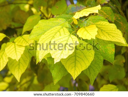 Texture, pattern, background. Autumn leaves of poplar. a tall, fast-growing tree of north temperate regions, widely grown in shelter belts and for timber and pulp.