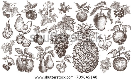 Fruits and berries. Set of isolated realistic objects of nature for kitchen design, decoration food packaging, signs of shops, markets. Black and white. Vintage. Vector illustration art. Hand drawing Royalty-Free Stock Photo #709845148