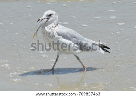 Hungry seagull walking on the beach having a fish in is mouth on the shore of the ocean during the summer vacation