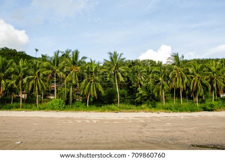 Coconut tree beach sky