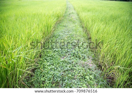 The green rice field in the field has a white background. Is a good background With work on agriculture