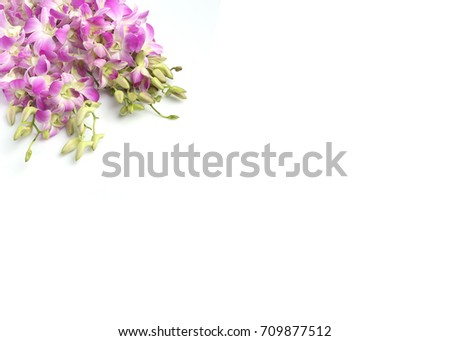 Light blue orchid flower background.