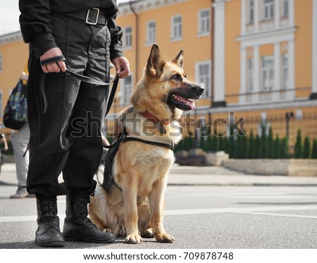 Smart police dog sitting outdoors Royalty-Free Stock Photo #709878748