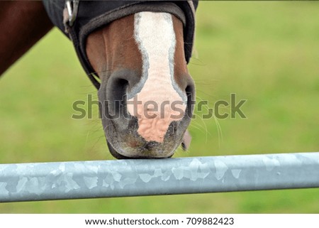 Horse nozzles