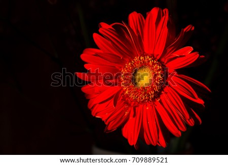 A New Day - Red flower