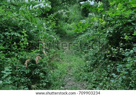 Green bushes and path in the forest in Kuzuluk, Akyazi, Sakarya, Turkey