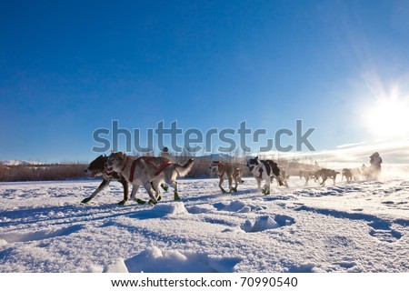 Enthusiastic team of dogs in a dog sledding race.