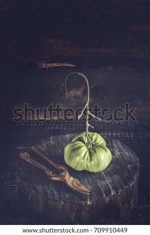 Green tomatoes with shears in a rustic style. Low key. Art. Copy space.