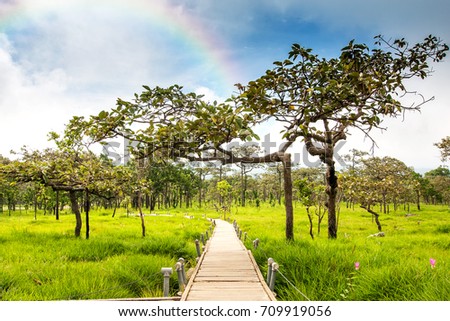 Beautiful landscape in nature trails with lush green meadows in rain forest with rainbow at 
Pa Hin Ngam National Chaiyaphum Province,Thailand
