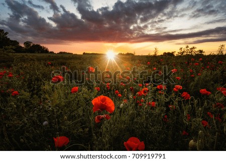 Beautiful poppy field at sunset.