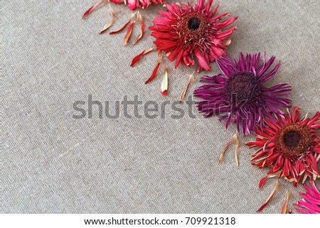 Natural flowery background. Composition with dry gerbera flowers and petals. Flowers on linen cloth for soft background or greeting card. Soft focus.