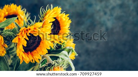 Autumn background with sunflowers on a blue background with copy space. Toned picture. Shallow DOF