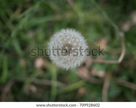 A Dandelion in green field