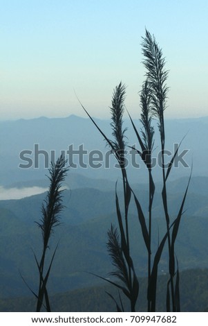 The silhouette of grass flowers with sunlight in the morning sun.
Beautiful spring grass The morning sunrise over the mountains.
