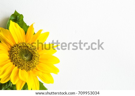 Big, beautiful yellow sunflower on the white table. Greeting card or web background. Empty place for a text. Top view.