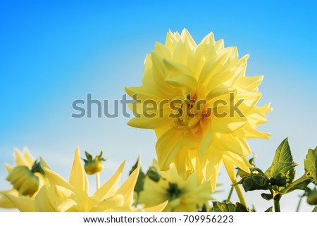 yellow dahlia in the garden against the blue sky