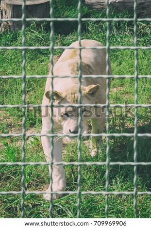 lioness behind bars at the zoo. Animals in captivity