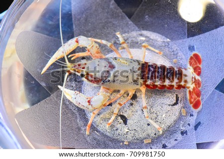Crawfish Shrimp in the basin   