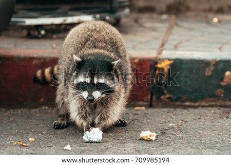 a beautiful racoon looking for food