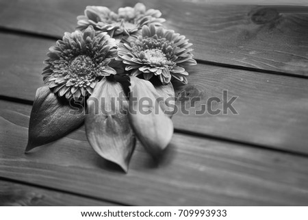 Three gerbera laying on the wooden background. Black and white photo