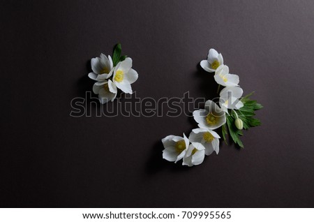 Romantic layout with White Anemone flowers on a black background. Minimalist background spring flowers.