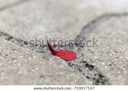 Minimal rose petal with water drops. Brick background