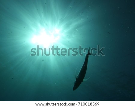 Fish ocean sun