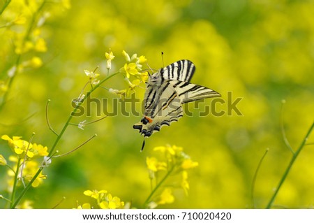 Iphiclides podalirius, Scarce swallowtail butterfly on wildflowers. Butterfly collecting nectar on flowers in the meadow.