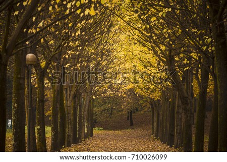 Autumn path with beautiful autumn leaves