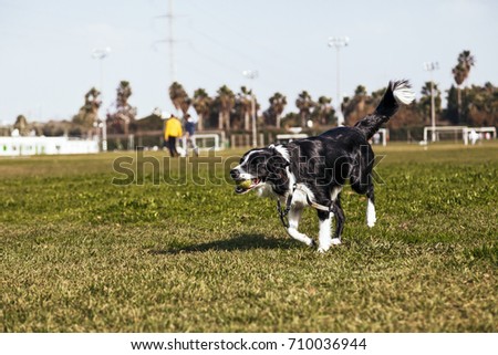 A Border Collie dog playing fetch with a tennis ball on a sunny day at the park.
