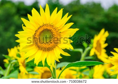 Sunflowers field  blooming  in the garden at sunny summer or spring day in Yamanashi Prefecture, Japan .