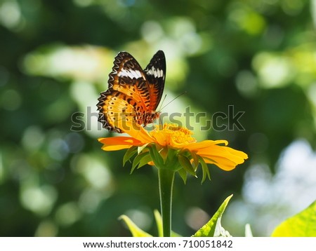 Close up photos of butterflies with orange flowers (Butterfly Tiger in general)