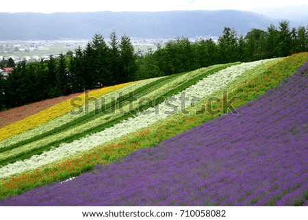 Lavender fields in Hokkaido has been cultivated for more half a century, attract large number of visitors to the region every summer. It starts blooming in July and reaches its peak in mid July. 