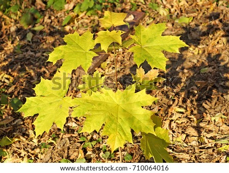 Autumn in the Park. Autumn yellow leaves. Sunny day Acer platanoides saccharum