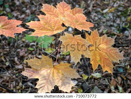 Autumn in the Park. Autumn red leaves. Sunny day Acer platanoides saccharum