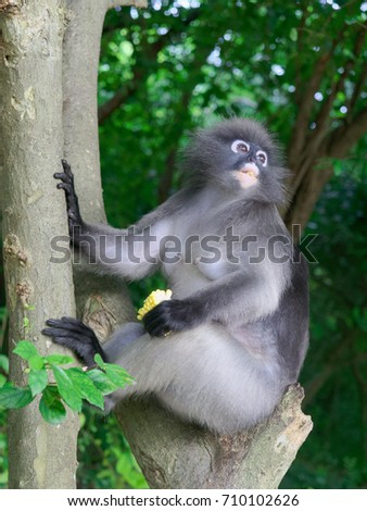 Dusky leaf monkey, long tail monkey, or langur holding corn, gave by tourist, sitting and relaxing on a tree at monkey monument, Khao Lom Muak mountain between Ao Manao bay and Ao Prachuap bay 