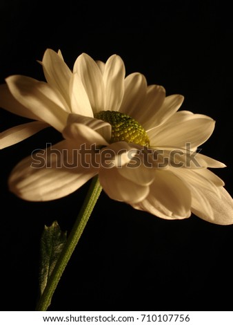 Beautiful cream color daisy on black background.