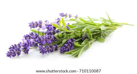 Lavender flowers bundle on a white background. Royalty-Free Stock Photo #710110087
