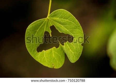 Pattern formed on leaf eaten by insects  Royalty-Free Stock Photo #710120788
