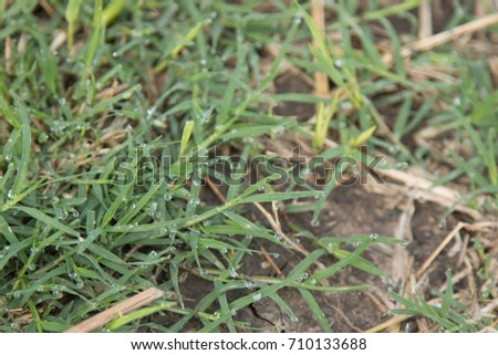 Dew on the green grass to the field. Royalty-Free Stock Photo #710133688