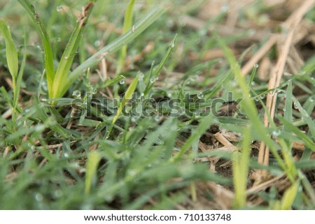 Dew on the green grass to the field. Royalty-Free Stock Photo #710133748