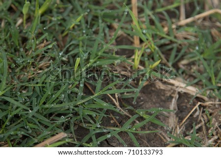 Dew on the green grass to the field. Royalty-Free Stock Photo #710133793