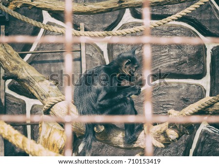 Monkeys at the zoo. Animals in captivity