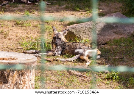 Wild dogs at the zoo. Animals in captivity